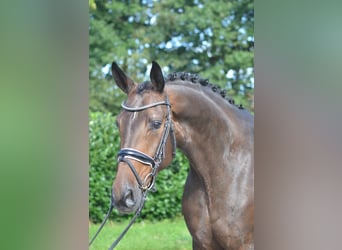 Hanovrien, Jument, 3 Ans, 172 cm, Bai brun
