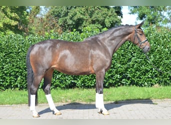 Hanovrien, Jument, 3 Ans, 172 cm, Bai brun