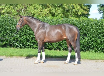 Hanovrien, Jument, 3 Ans, 172 cm, Bai brun
