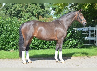 Hanovrien, Jument, 3 Ans, 172 cm, Bai brun