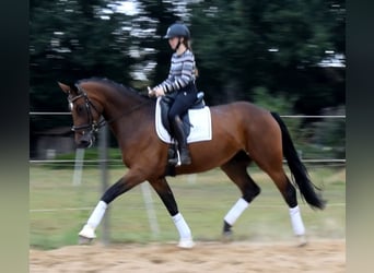 Hanovrien, Jument, 3 Ans, 172 cm, Bai