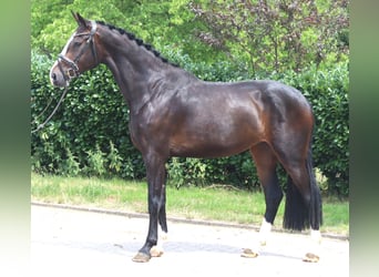 Hanovrien, Jument, 3 Ans, 172 cm, Bai