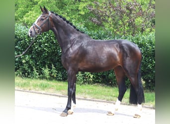 Hanovrien, Jument, 3 Ans, 172 cm, Bai