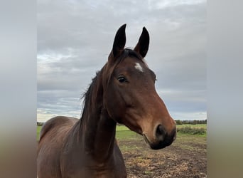 Hanovrien, Jument, 3 Ans, 173 cm, Bai brun