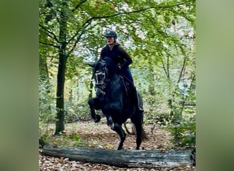 Hanovrien, Jument, 3 Ans, 173 cm, Gris