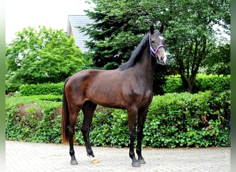 Hanovrien, Jument, 3 Ans, 173 cm, Noir