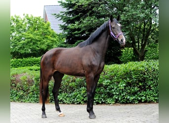 Hanovrien, Jument, 3 Ans, 173 cm, Noir