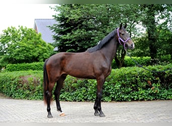 Hanovrien, Jument, 3 Ans, 173 cm, Noir
