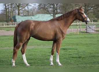 Hanovrien, Jument, 3 Ans, 174 cm, Alezan
