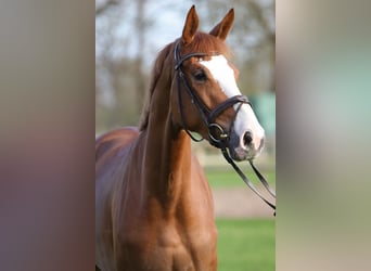 Hanovrien, Jument, 3 Ans, 174 cm, Alezan