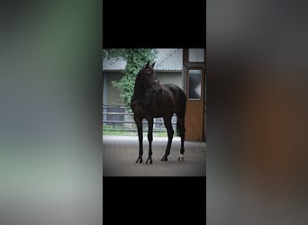 Hanovrien, Jument, 3 Ans, 174 cm, Bai brun foncé