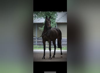 Hanovrien, Jument, 3 Ans, 174 cm, Bai brun foncé