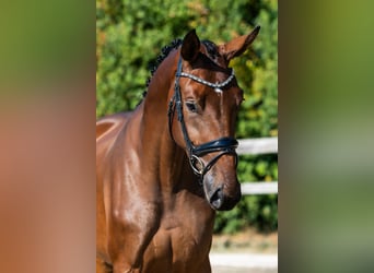Hanovrien, Jument, 3 Ans, 174 cm, Bai cerise