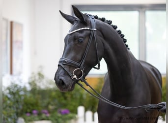 Hanovrien, Jument, 3 Ans, 175 cm, Noir