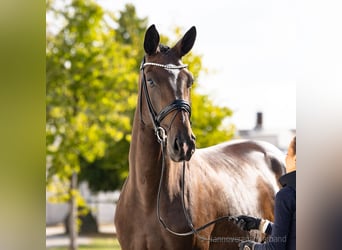 Hanovrien, Jument, 3 Ans, 176 cm, Bai