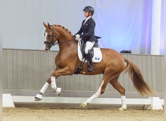 Hanovrien, Jument, 3 Ans, Alezan brûlé