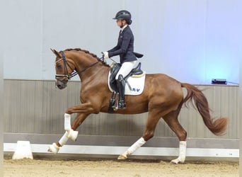Hanovrien, Jument, 3 Ans, Alezan