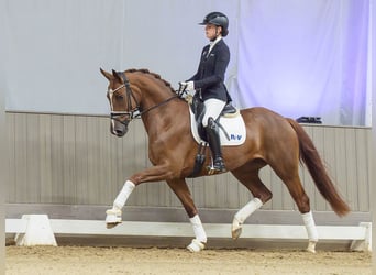 Hanovrien, Jument, 3 Ans, Alezan