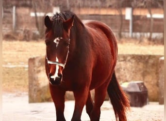 Hanovrien, Jument, 3 Ans, Bai
