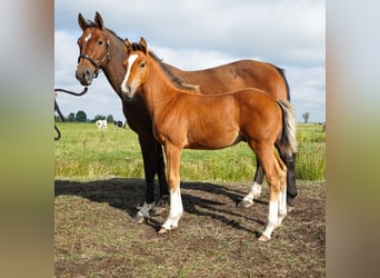 Hanovrien, Jument, 3 Ans, Gris