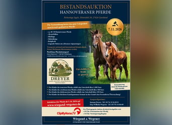 Hanovrien, Jument, 3 Ans, Gris