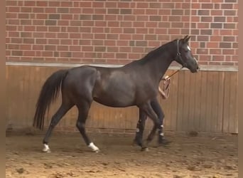 Hanovrien, Jument, 4 Ans, 157 cm, Bai