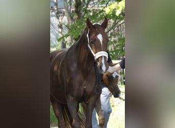 Hanovrien, Jument, 4 Ans, 158 cm, Alezan