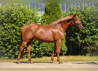 Hanovrien, Jument, 4 Ans, 158 cm, Alezan