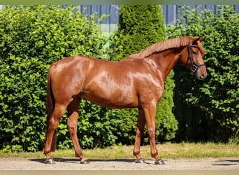 Hanovrien, Jument, 4 Ans, 158 cm, Alezan