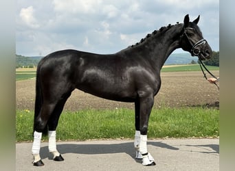 Hanovrien, Jument, 4 Ans, 158 cm, Noir