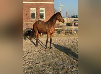 Hanovrien, Jument, 4 Ans, 160 cm, Bai