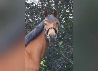 Hanovrien, Jument, 4 Ans, 160 cm, Bai