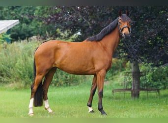 Hanovrien, Jument, 4 Ans, 160 cm, Bai