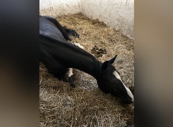 Hanovrien, Jument, 4 Ans, 160 cm, Noir