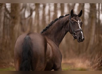 Hanovrien, Jument, 4 Ans, 161 cm, Bai brun foncé