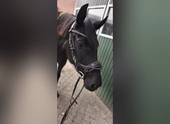 Hanovrien, Jument, 4 Ans, 161 cm, Noir