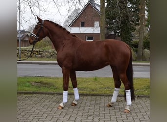 Hanovrien, Jument, 4 Ans, 162 cm, Alezan