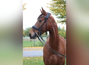 Hanovrien, Jument, 4 Ans, 162 cm, Bai