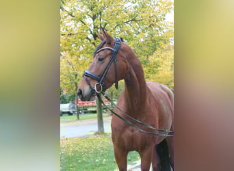 Hanovrien, Jument, 4 Ans, 162 cm, Bai