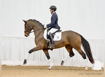 Hanovrien, Jument, 4 Ans, 162 cm, Bai