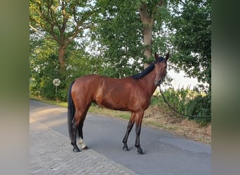Hanovrien, Jument, 4 Ans, 162 cm, Bai