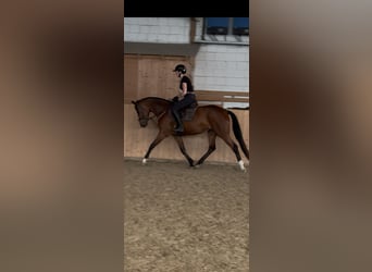 Hanovrien, Jument, 4 Ans, 162 cm, Bai