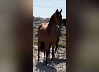 Hanovrien, Jument, 4 Ans, 162 cm, Bai