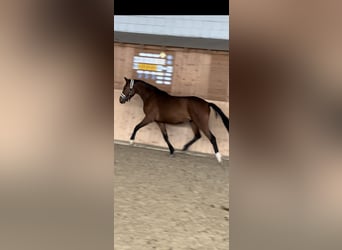 Hanovrien, Jument, 4 Ans, 162 cm, Bai