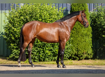 Hanovrien, Jument, 4 Ans, 162 cm, Bai