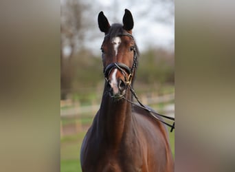Hanovrien, Jument, 4 Ans, 162 cm, Bai