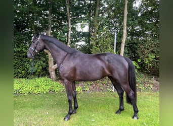 Hanovrien, Jument, 4 Ans, 162 cm, Noir