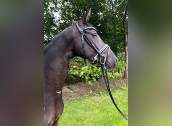 Hanovrien, Jument, 4 Ans, 162 cm, Noir