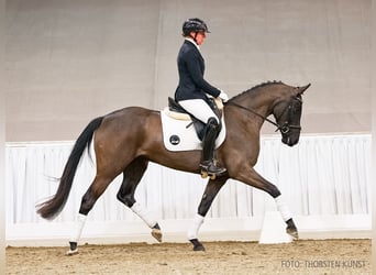 Hanovrien, Jument, 4 Ans, 162 cm, Noir