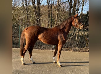 Hanovrien, Jument, 4 Ans, 163 cm, Alezan